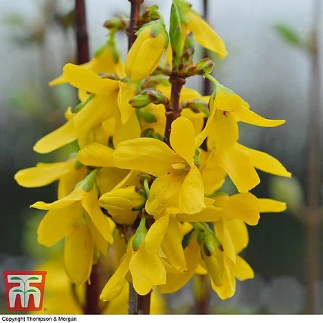 Forsythia X Intermedia 'Week-End' 4 Forsythia X Intermedia 'Week-End' - Image 2