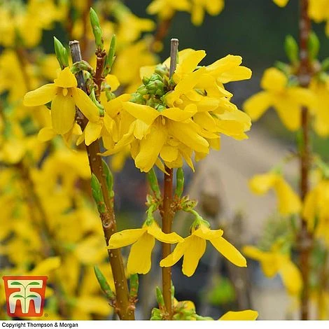 Forsythia X Intermedia 'Week-End' 3 Forsythia X Intermedia 'Week-End'