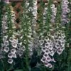 Foxglove 'Camelot Lavender' -Plants Sales Store FOXG T57894 A h