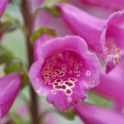 Foxglove 'Camelot Rose' -Plants Sales Store FOXG T57896 B h