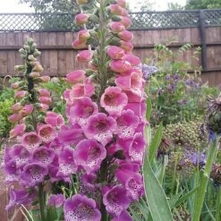 Foxglove 'Camelot Rose' -Plants Sales Store FOXG T57896 C h