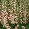 Foxglove 'Dalmatian Peach' 2 Foxglove 'Dalmatian Peach' -Plants Sales Store FOXG T58354 A h