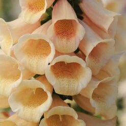 Foxglove 'Dalmatian Peach' -Plants Sales Store FOXG T58354 B h