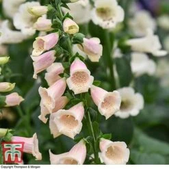 Foxglove 'Dalmatian Peach' -Plants Sales Store FOXG T58354 C