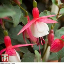 Fuchsia 'Alice Hoffman' (Hardy) -Plants Sales Store FUCH KA9929 C