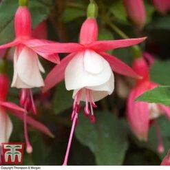 Fuchsia 'Alice Hoffman' (Hardy) -Plants Sales Store FUCH KA9929 D