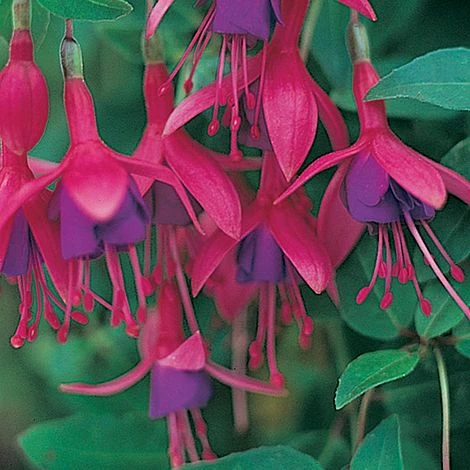 Fuchsia 'Tom Thumb' (Hardy) 8 Fuchsia 'Tom Thumb' (Hardy) - Image 6