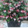 Fuchsia 'Swingtime' -Plants Sales Store FUCH T72124 A h