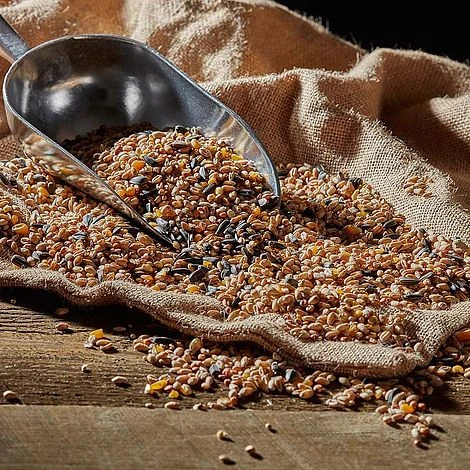 Bird Feeding Station With 4 Bird Feeders 12 Bird Feeding Station With 4 Bird Feeders - Image 10