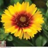 Gaillardia 'Mesa Bright Bicolour' 1 Gaillardia 'Mesa Bright Bicolour' -Plants Sales Store GAIL P3242 A h