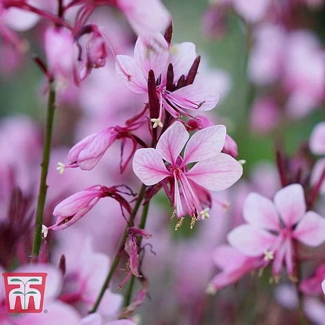 Gaura 'Baby Butterfly Dark Pink' 4 Gaura 'Baby Butterfly Dark Pink' - Image 2