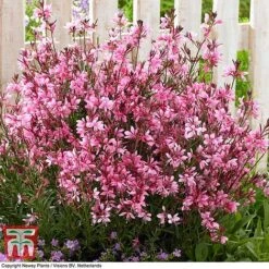 Gaura 'Baby Butterfly Dark Pink' 12 Gaura 'Baby Butterfly Dark Pink' -Plants Sales Store GAUR KB1025 B