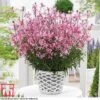Gaura 'Baby Butterfly Dark Pink' -Plants Sales Store GAUR KB1025 C
