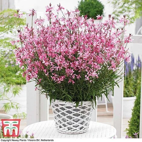 Gaura 'Baby Butterfly Dark Pink' 3 Gaura 'Baby Butterfly Dark Pink'