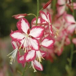 Gaura Lindheimeri 'Rosyjane' -Plants Sales Store GAUR T57756 B h