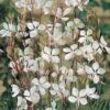 Gaura Lindheimeri -Plants Sales Store GAUR T64160 A h