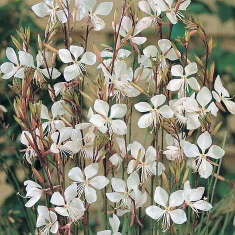 Gaura Lindheimeri 3 Gaura Lindheimeri