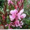 Gaura Lindheimeri 'Passionate Blush' -Plants Sales Store GAUR T80286 A