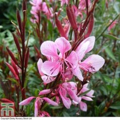 Gaura Lindheimeri 'Passionate Blush'