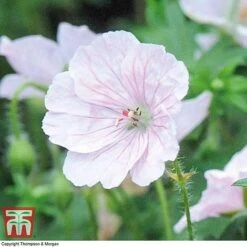 Geranium 'Hardy Blues Collection' -Plants Sales Store GER T12027P C