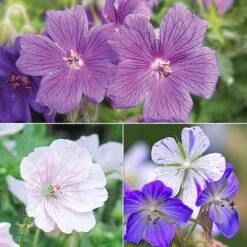 Geranium 'Hardy Blues Collection' -Plants Sales Store GER T12027P NOW1