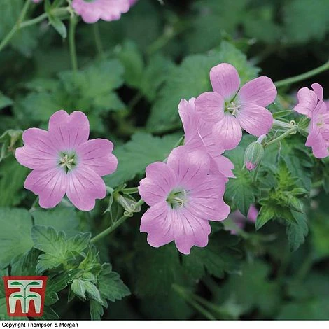 Geranium Endressii 3 Geranium Endressii