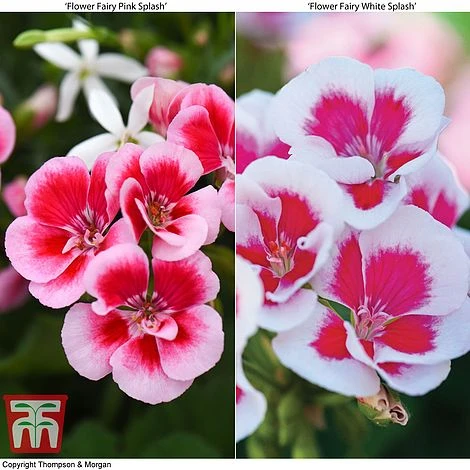 Geranium 'Flower Fairy Splash' Duo 3 Geranium 'Flower Fairy Splash' Duo