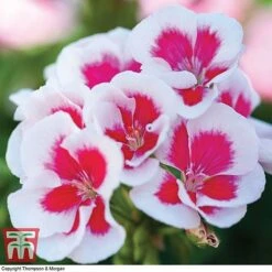 Geranium 'Flower Fairy Splash' Duo 7 Geranium 'Flower Fairy Splash' Duo -Plants Sales Store GERA KB2797 C