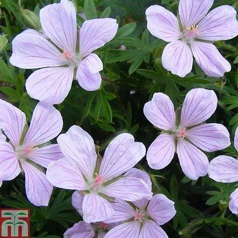 Geranium Sanguineum 'Pink Pouffe' 3 Geranium Sanguineum 'Pink Pouffe'