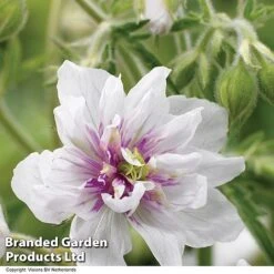 Geranium Doubles Hardy Collection -Plants Sales Store GERA DOUBLEJEW H01589