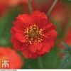 Geum 'Blazing Sunset' -Plants Sales Store GEUM BLAZ A1