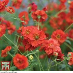 Geum 'Blazing Sunset' -Plants Sales Store GEUM BLAZ B1