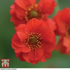 Geum 'Blazing Sunset' -Plants Sales Store GEUM BLAZ C3