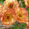 Geum 'Alabama Slammer' -Plants Sales Store GEUM KC9163 A