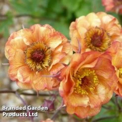 Geum 'Alabama Slammer' -Plants Sales Store GEUM KC9163 B