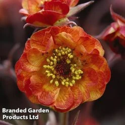 Geum 'Alabama Slammer' -Plants Sales Store GEUM KC9163 C