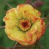 Geum 'Tequila Sunrise' -Plants Sales Store GEUM T45406 A h