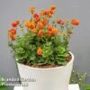 Geum 'Orange Pumpkin' -Plants Sales Store GEUM ORANGEPUM W52481