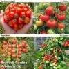 Tomato Collection (Grafted) 1 Tomato Collection (Grafted) -Plants Sales Store GRAFT TOM COL