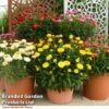 Granvia® 'Giant Flowered Collection' -Plants Sales Store GRAN COLLECTIO T41868