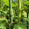Telescopic Extendable Tomato & Cucumber Climbing Plant Support Stakes -Plants Sales Store GSK2270TOMATO201000X100020653KB