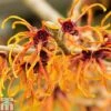 Hamamelis X Intermedia 'Jelena' -Plants Sales Store HAMA T17508 A reuse