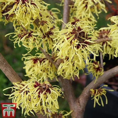 Hamamelis X Intermedia 'Pallida' 5 Hamamelis X Intermedia 'Pallida' - Image 3