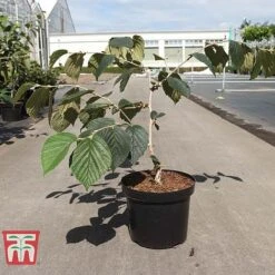 Hamamelis × Intermedia 'Böhlje's Feuerzauber' 6 Hamamelis × Intermedia 'Böhlje's Feuerzauber' -Plants Sales Store HAMA TKA3140 A