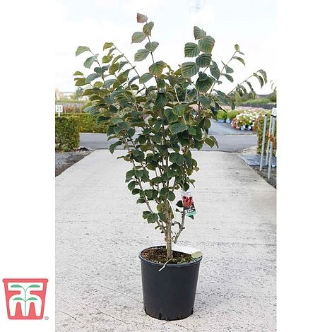 Hamamelis × Intermedia 'Böhlje's Feuerzauber' 5 Hamamelis × Intermedia 'Böhlje's Feuerzauber' - Image 3