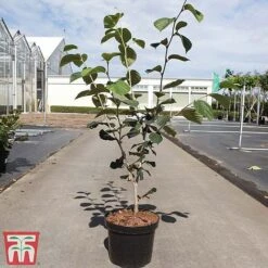 Hamamelis X Intermedia 'Westerstede' 7 Hamamelis X Intermedia 'Westerstede' -Plants Sales Store HAMA TKA3154 A