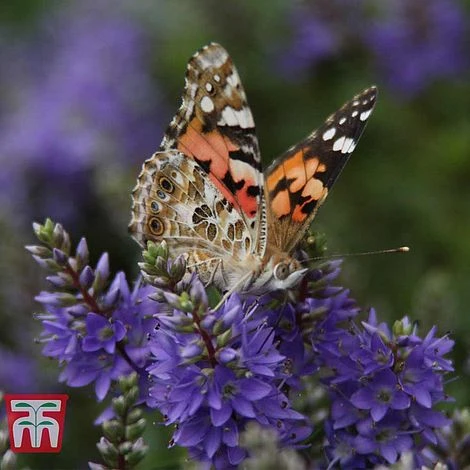 Hebe 'Garden Beauty Blue' 2 Hebe 'Garden Beauty Blue'