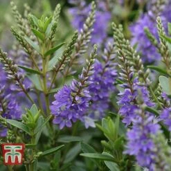 Hebe 'Garden Beauty Blue' 6 Hebe 'Garden Beauty Blue' -Plants Sales Store HEBE WKB5063 B