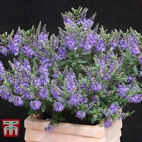 Hebe 'Garden Beauty Blue' 3 Hebe 'Garden Beauty Blue' - Image 2