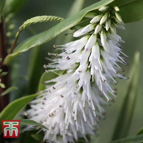 Hebe Macrocarpa Var. Macrocarpa 3 Hebe Macrocarpa Var. Macrocarpa
